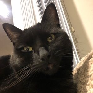 Meet your Posher, Davis